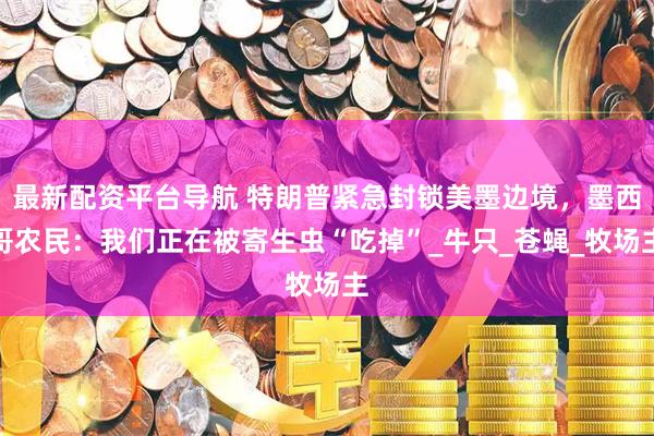 最新配资平台导航 特朗普紧急封锁美墨边境，墨西哥农民：我们正在被寄生虫“吃掉”_牛只_苍蝇_牧场主